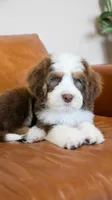 Carrot, a male Bernedoodle for sale in Kansas City, MO – Photo 5 of 5