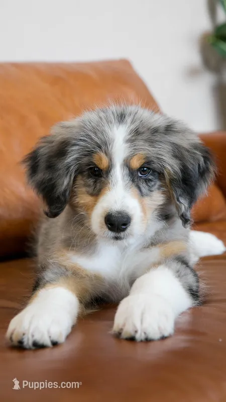 Buttercup – Aussiedoodle, Bernedoodle puppy for sale in Kansas City, MO