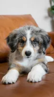 Buttercup, a female Aussiedoodle and Bernedoodle for sale in Kansas City, MO – Photo 1 of 7