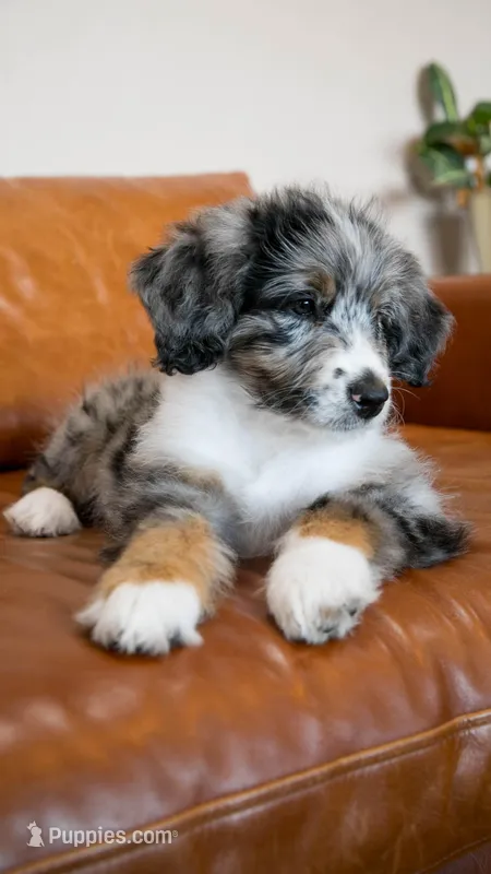 Peep – Bernedoodle puppy for sale in Kansas City, MO