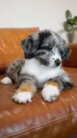Peep, a female Bernedoodle for sale in Kansas City, MO – Photo 1 of 6