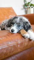 Peep, a female Bernedoodle for sale in Kansas City, MO – Photo 3 of 6