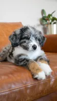 Peep, a female Bernedoodle for sale in Kansas City, MO – Photo 6 of 6