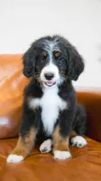 Lamb, a male Aussiedoodle and Bernedoodle for sale in Kansas City, MO – Photo 4 of 4