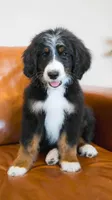Lamb, a male Aussiedoodle and Bernedoodle for sale in Kansas City, MO – Photo 1 of 4