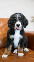 Lamb, a male Aussiedoodle and Bernedoodle for sale in Kansas City, MO – Photo 3 of 4