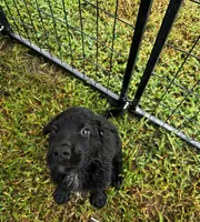 Bear, a male Labrador Retriever for sale in Dillon, SC – 4 of 6