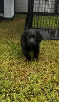 Bear, a male Labrador Retriever for sale in Dillon, SC – 6 of 6
