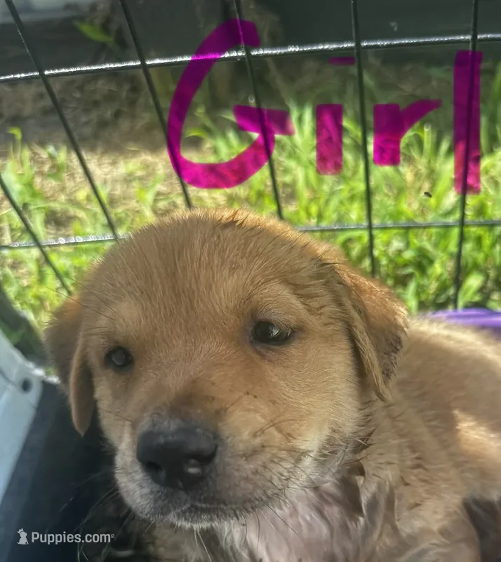 Honey($50) – German Shepherd Dog, Labrador Retriever puppy for sale in Dillon, SC