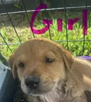 Honey($50), a female German Shepherd Dog and Labrador Retriever for sale in Dillon, SC – 1 of 1