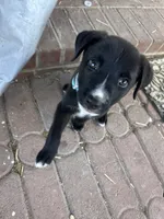 Oreo, a male German Shepherd Dog and Labrador Retriever for sale in Dillon, SC – 5 of 5