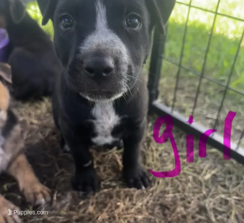 Piper($50) – German Shepherd Dog, Labrador Retriever puppy for sale in Dillon, SC