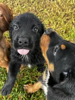 Bear, a male Labrador Retriever for sale in Dillon, SC – 2 of 6