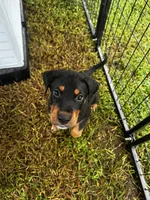 Rosco, a male Labrador Retriever for sale in Dillon, SC – 2 of 3