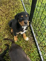 Rosco, a male Labrador Retriever for sale in Dillon, SC – 3 of 3