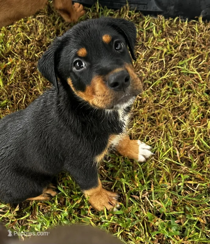 Roscoe – Labrador Retriever puppy for sale in Dillon, SC