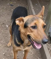 Oreo(50), a male German Shepherd Dog and Labrador Retriever for sale in Dillon, SC – 2 of 2