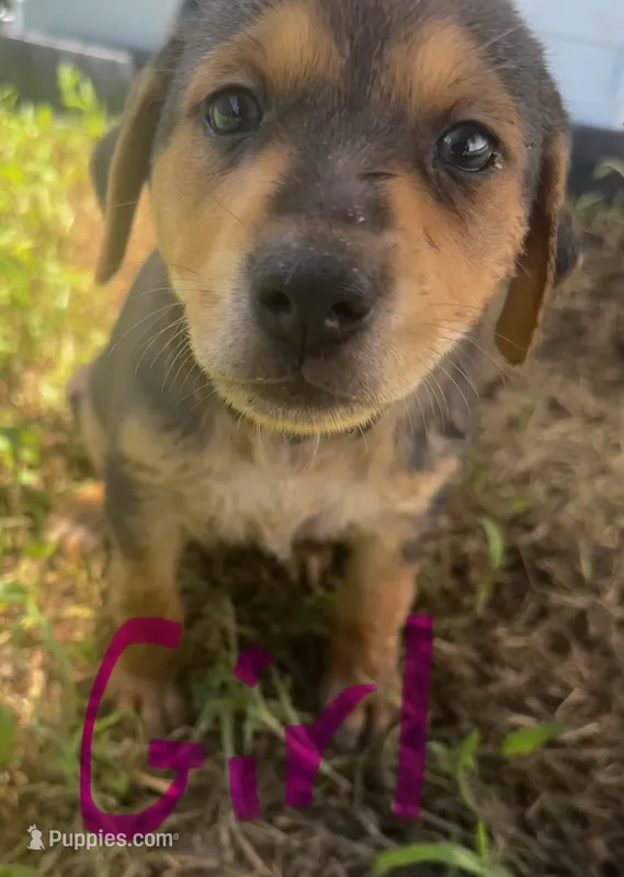 Sadie($50) – German Shepherd Dog, Labrador Retriever puppy for sale in Dillon, SC