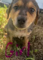 Sadie($50), a female German Shepherd Dog and Labrador Retriever for sale in Dillon, SC – 1 of 1