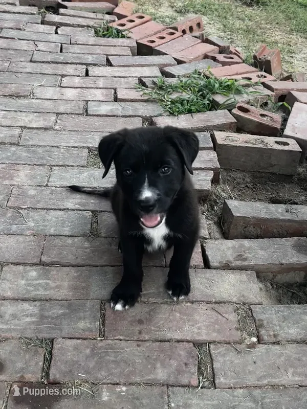 Oreo – German Shepherd Dog, Labrador Retriever puppy for sale in Dillon, SC