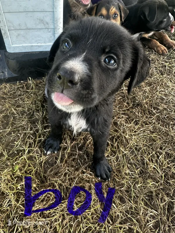 Oreo($50) – German Shepherd Dog, Labrador Retriever puppy for sale in Dillon, SC