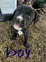 Oreo($50), a male German Shepherd Dog and Labrador Retriever for sale in Dillon, SC – 1 of 1