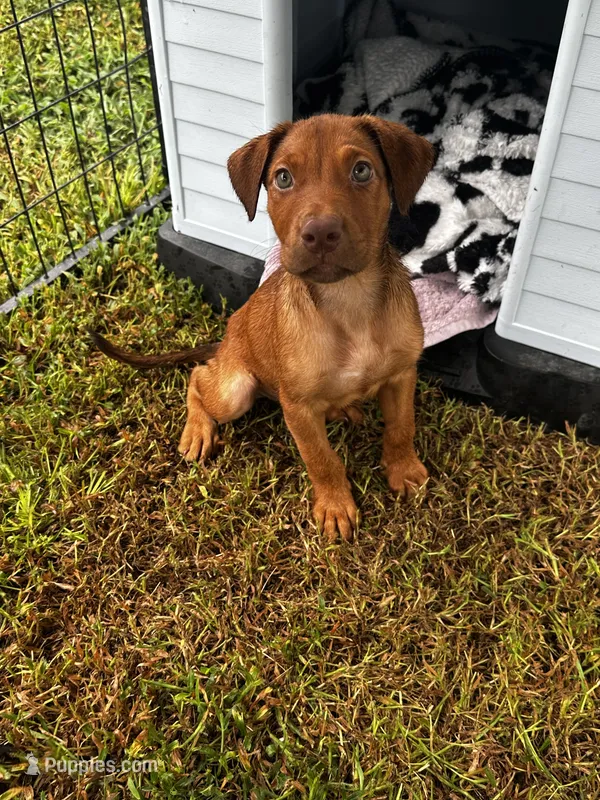 Maggie – Labrador Retriever puppy for sale in Dillon, SC