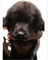 Bear, a male Rottweiler and Labrador Retriever for sale in Dillon, SC – 1 of 1