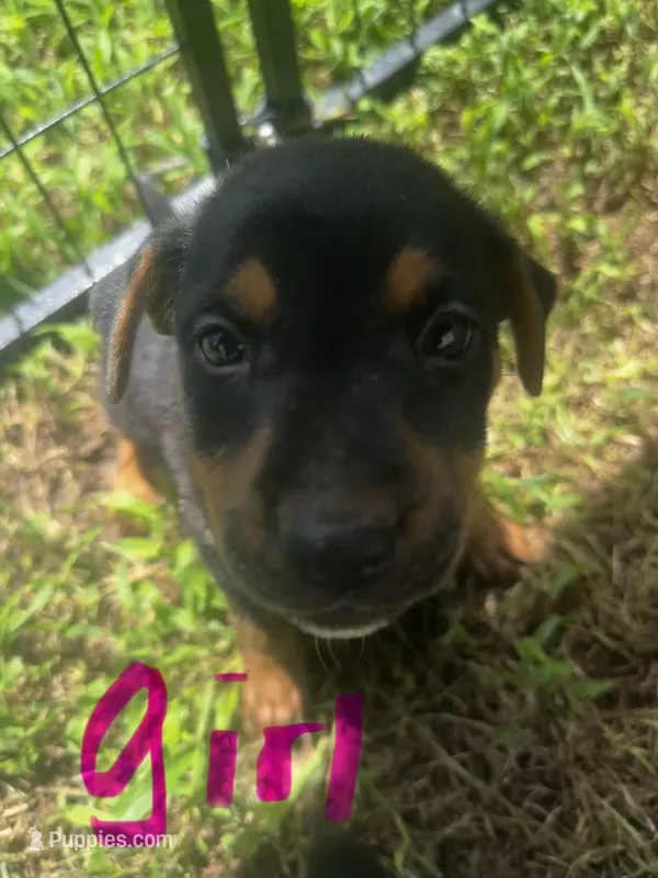 Winnie($50) – German Shepherd Dog, Labrador Retriever puppy for sale in Dillon, SC