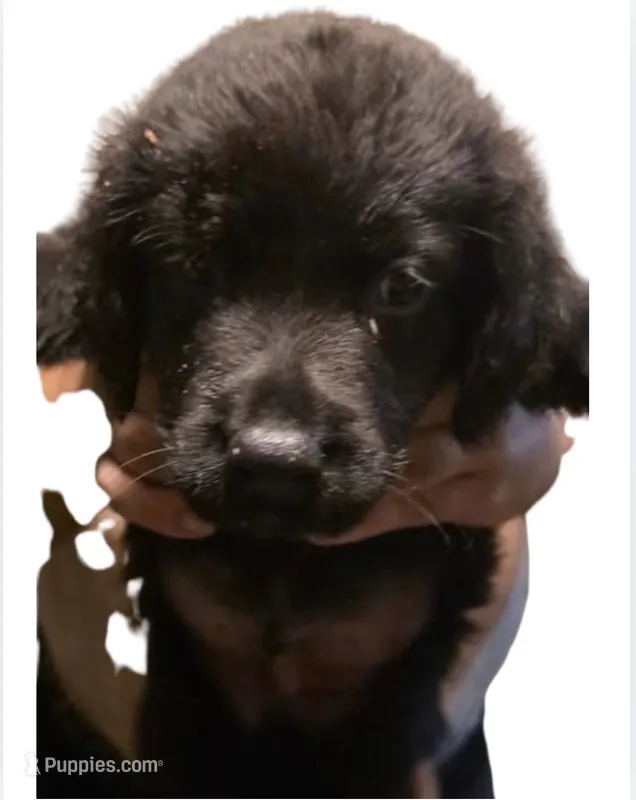 Bear – Rottweiler, Labrador Retriever puppy for sale in Dillon, SC
