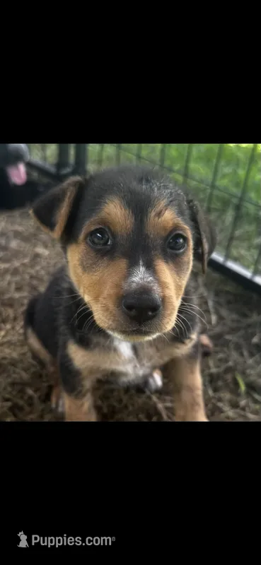 Remi(50) – German Shepherd Dog, Labrador Retriever puppy for sale in Dillon, SC