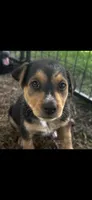 Remi(50), a female German Shepherd Dog and Labrador Retriever for sale in Dillon, SC – 1 of 2