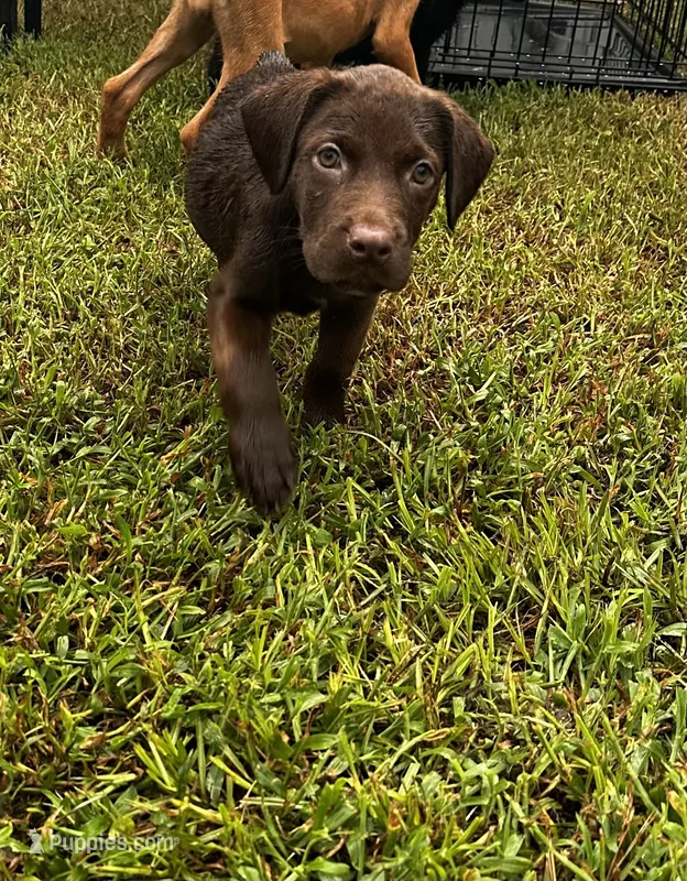 Daisy – Labrador Retriever puppy for sale in Dillon, SC