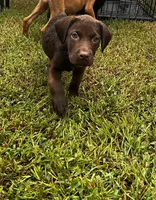 Daisy, a female Labrador Retriever for sale in Dillon, SC – 1 of 3
