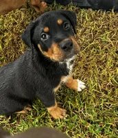 Rosco, a male Labrador Retriever for sale in Dillon, SC – 1 of 3