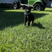 Oreo, a male German Shepherd Dog and Labrador Retriever for sale in Dillon, SC – 2 of 5