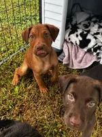 Maggie, a female Labrador Retriever for sale in Dillon, SC – 2 of 3