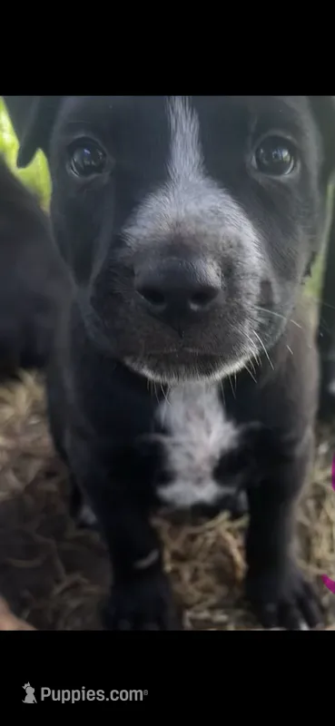 Piper(50) – German Shepherd Dog, Labrador Retriever puppy for sale in Dillon, SC