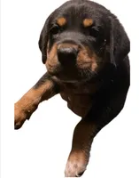 Hank, a male Rottweiler and Labrador Retriever for sale in Dillon, SC – 1 of 1