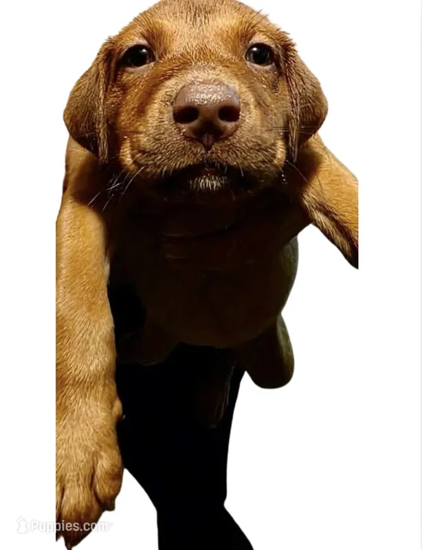Maggie – Rottweiler, Labrador Retriever puppy for sale in Dillon, SC