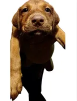 Maggie, a female Rottweiler and Labrador Retriever for sale in Dillon, SC – 1 of 1