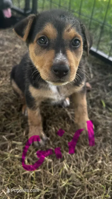 Remi($50) – German Shepherd Dog, Labrador Retriever puppy for sale in Dillon, SC