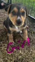 Remi($50), a female German Shepherd Dog and Labrador Retriever for sale in Dillon, SC – 1 of 1
