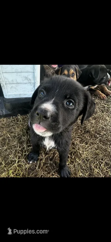 Oreo(50) – German Shepherd Dog, Labrador Retriever puppy for sale in Dillon, SC