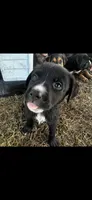 Oreo(50), a male German Shepherd Dog and Labrador Retriever for sale in Dillon, SC – 1 of 2