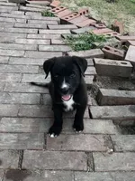 Oreo, a male Labrador Retriever for sale in Dillon, SC – 1 of 3
