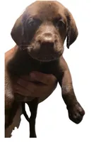 Daisy, a female Rottweiler and Labrador Retriever for sale in Dillon, SC – 1 of 1