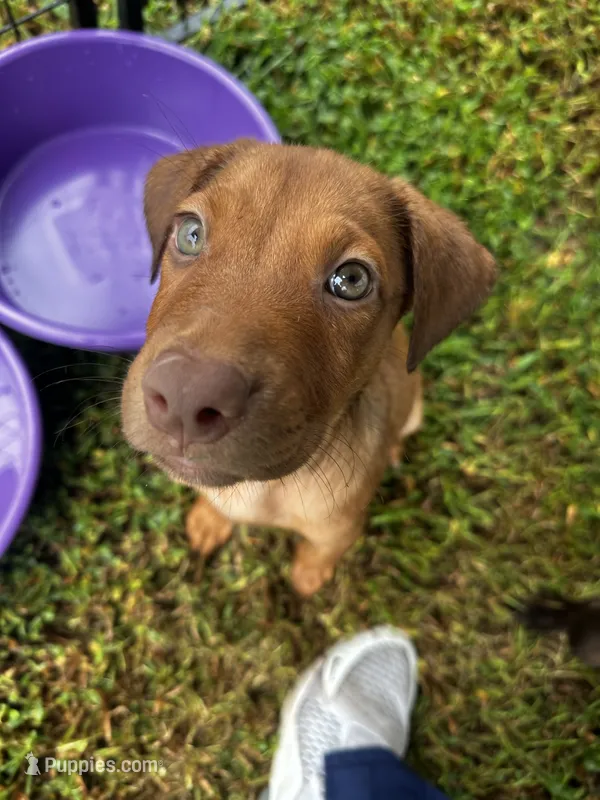 Maggie – Labrador Retriever puppy for sale in Dillon, SC