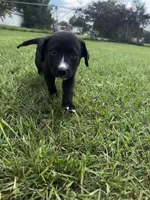 Oreo, a male German Shepherd Dog and Labrador Retriever for sale in Dillon, SC – 3 of 4