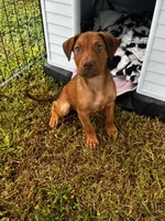 Maggie, a female Labrador Retriever for sale in Dillon, SC – 3 of 3